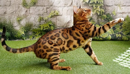 Ashmiyah Bengal Cats | Australia Wide Delivery