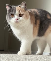 Damewood British Shorthair Blue Tortie Bicolour