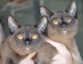 Brampets Burmese Cats