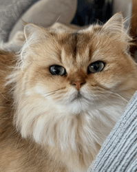 Wroxton Ragdolls & Golden British