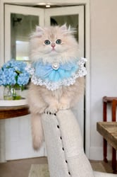 Wroxton Golden British Longhair