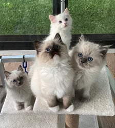 Fluffy Kittens