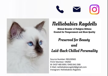 Nelliebabies Ragdolls 