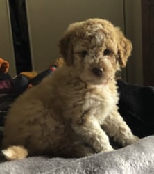 BuonoDolce Lagotto Romagnolo