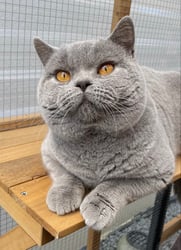 Enix British Shorthair Cats