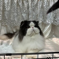 Diamond Grand Champion Temea I am Mr Smokey lee 