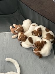 Pups for sale - Starsrus Tenterfield Terriers 
