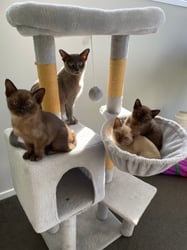 Burmese Breeder Brisbane