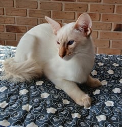 Balinese Choc tabby point