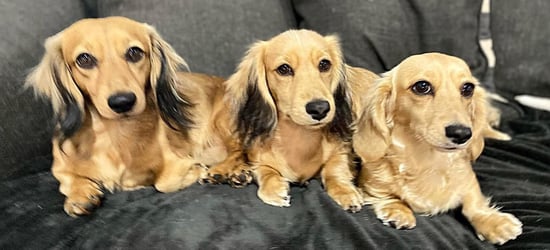 Shaded Cream Miniature Dachshunds 