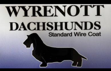 Wyrenott Dachshunds