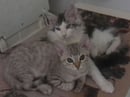 Nintu Cattery & Icecoons - Australian Mist & Maine Coon Cat Breeder - Victoria.