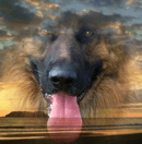 ALDERHAUS German Shepherd Dogs - German Shepherd Breeder - Perth, WA