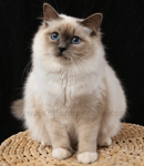 Spellbound Cats - Cattery, Birman Cat Breeder - Hobart, Tasmania 