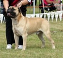 Kangala Kennels -  Pug, Cavalier King Charles Spaniel - Sydney, NSW  