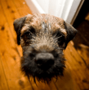  Leema Border Terriers - Border Terrier Breeders, South Australia. 
