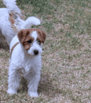 Calleigh Jack Russells - Jack Russell Breeder, VIC