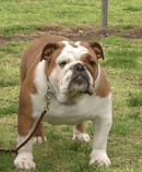 BEWTIFULBUL - British Bulldog Breeder, Vic