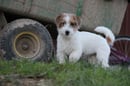 Coominya Kennels - Jack Russell Terrier Breeder, Vic