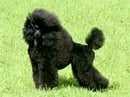 SILKYELK - Chinese Crested  Dog & Toy Poodle Breeder, Bundaberg - QLD
