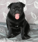 Tantra's Pugs and Bulldogs - Pug and British Bulldog Breeder - QLD