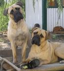Sweetbryar Bullmastiff's - Bullmastiff Breeder - Shepparton, VIC
