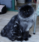  Bushkenheim Norwegian Forest Cats Australia