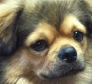 Tibnlhasa - Tibetan Spaniel Breeder, Darwin, NT