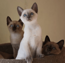Emmel Tonkinese and Mandalay - Tonkinese and Mandalay Cat Breeder, QLD