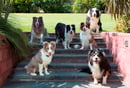 Bojewel Border Collies - Border Collie Breeder - Victoria