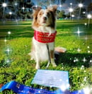 Bojewel Border Collies - Border Collie Breeder - Victoria