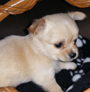  Fureverchi- Breeder of Long and Smooth Coated Chihuahua's - Sydney, NSW 