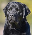 Edensundown - Labrador Retriever & Australian Shepherd Breeder - Bingara, NSW