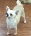 Skybee Chihuahua's and Russian Toys - Chihuahua Breeder - NSW