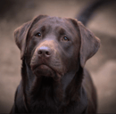 Kobelco Labradors - Labrador Retriever Breeder - Coffs Harbour, NSW