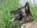 Chamshep Kennels - Belgian & Australian Shepherd Breeder - South East QLD