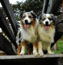 Blulight Australian Shepherds - Australian Shepherd Breeder, South Australia
