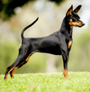 Palana Kennels - Miniature Pinscher Breeder - Adelaide, South Australia