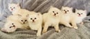 Fancy Paws Ragdolls & Maine Coons - Ragdoll & Maine Coon Cat Breeder - Fraser Coast, Queensland
