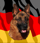 Crossfire Kennels - German Shepherd Breeder - Queensland
