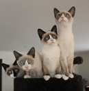 Skiboots Snowshoes - Snowshoe Cat Breeder - Melbourne, VIC