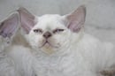 Astracan Devon Rex Cattery - Breeder - Mt Pleasant, SA