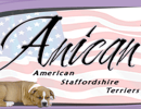 Anican American Staffordshire Terrier Breeder - Melbourne, Vic