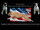 Amseraphs - American Staffordshire Terrier Breeder - Sydney, NSW
