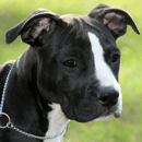 BellaWest Amstaffs -  American Staffordshire Terrier Breeder - Coffs Harbour, NSW 