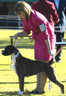 Boxvale Kennels - Boxer and Miniature Schnauzer Breeder - QLD