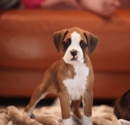 Rampid Boxers - Boxer Breeder - Adelaide, SA