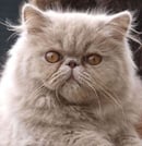 Glevum Cattery - Persian & Exotic Cat Breeder - Brisbane, QLD