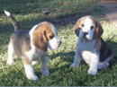 Sunfair Kennels - Beagle Breeder - Goulburn, NSW