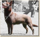 Oatland Australian Kelpie Breeder - Brisbane, QLD